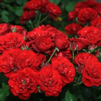 красные розы :: Олег Петрушин