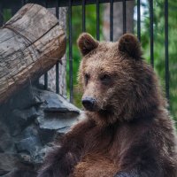 Бурый медведь :: Владимир Габов