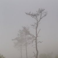 уходящие в туман :: Galina 