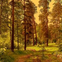 Реликтовый лес . :: Мила Бовкун