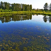 Цветет река Витьба :: Vladimir Semenchukov