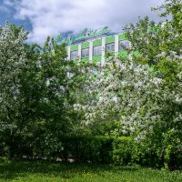 Продолжается буйное июньское цветение северных яблонь в Ухте. :: Николай Зиновьев