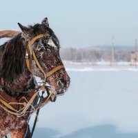 "одна лошадиная сила" :: газиев 