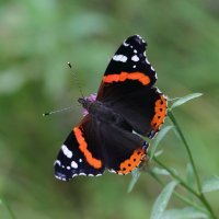 Адмирал (Vanessa atalanta (Linnaeus, 1758)) :: Павел Морозов