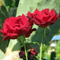 Розы и кактус. :: Валерьян Запорожченко