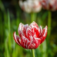 Тюльпаны - улыбка весны... :: Андрей Нибылица