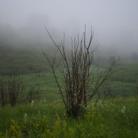 Туман :: Александра Кулакова
