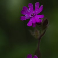 цветок :: Аркадий Алямовский