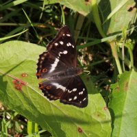 Переливница большая ивовая (Apatura iris (Linnaeus, 1758)) :: Павел Морозов