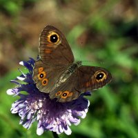 Буроглазка большая (Lasiommata maera (Linnaeus, 1758)) :: Павел Морозов