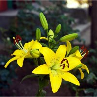 Жёлтые лилии :: Андрей Ананьев 
