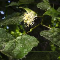 Цветёт липа :: Евгений 