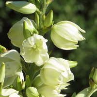 Белые цветки юкки, длиной до 7 см, похожи на повислые колокольчики :: Татьяна Смоляниченко