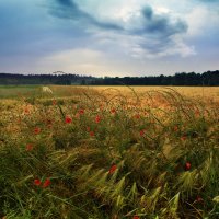 Колосится на поле пшеница :: Elena Wymann