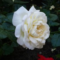 Белая роза :: Лидия Бусурина