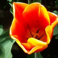 Бархатистый  тюльпан :: Евгений БРИГ и невич
