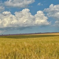 Пшеница, облака, лаванда :: Игорь Кузьмин