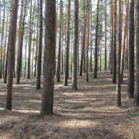 В лесопарке. Апрель :: Олег Афанасьевич Сергеев