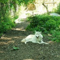 Полярный волк :: Ирина Шурлапова