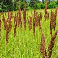 Ве́йник (лат. Calamagrostis) :: vodonos241 