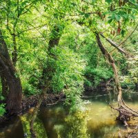 Река Короча, местные джунгли :: Игорь Сарапулов