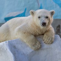 *** :: Владимир Габов