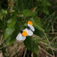 Зорька обыкновенная (Anthocharis cardamines (Linnaeus, 1758)) :: Павел Морозов