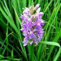 Лесная орхидея – ятрышник пятнистый :: Елена Павлова (Смолова)