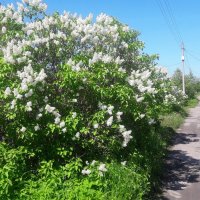 солнечный день. :: веселов михаил 