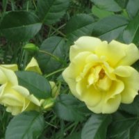 Эти жёлтые розы :: Дмитрий Никитин