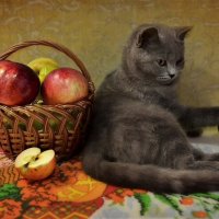 Кот и яблоки :: Клара 