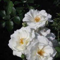 Белы розы :: Дмитрий Никитин