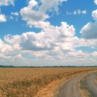 пшеничное поле.. :: галина 