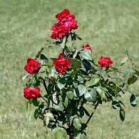 Розы в Екатерининском парке :: Сергей 