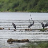 Царство цапли на Оке :: Светлана 