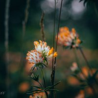 Лесные цветы :: Alex Daniloff