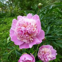 Куст розовых пионов :: Лидия Бусурина