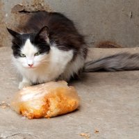 Ну что за люди, не едят коты ваш пересоленный узбекский плов.. :: Андрей Заломленков