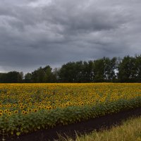 Подсолнухи. Вечная тема. Sunflowers. The eternal theme. :: Юрий Воронов