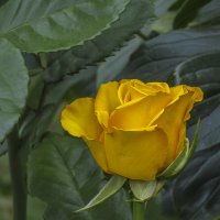 Желтая роза :: Сергей Цветков