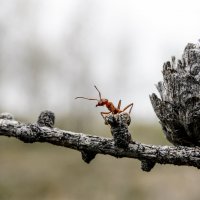 мурашик :: Дмитрий Рузаев