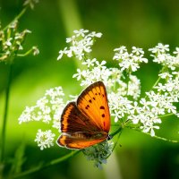 про рыжих бабочек 4 :: Александр Прокудин