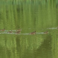 Утка с выводком :: Маргарита Батырева