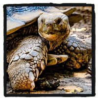 Черепаха Тротила, портрет :: Shmual & Vika Retro