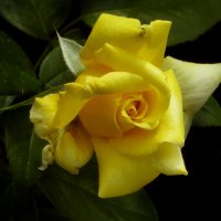 Желтая роза. :: Nata 