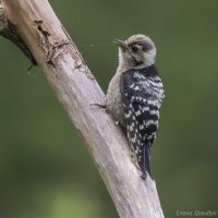 Молоденький :: Елена Швыдун