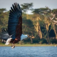 Удачная охота...Кения...озеро Найваша. :: Александр Вивчарик