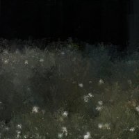трава на закате :: Николай Семёнов
