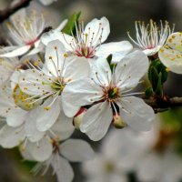 Апрельское цветение :: Сергей Карачин
