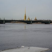Троицкий мост, чайки на льду :: Константин Шабалин